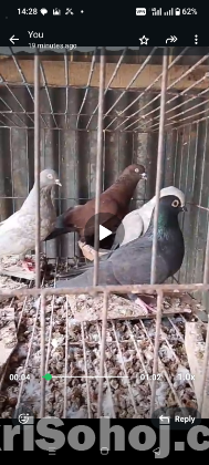 গিরিবাজ ৯ পিস কবুতর